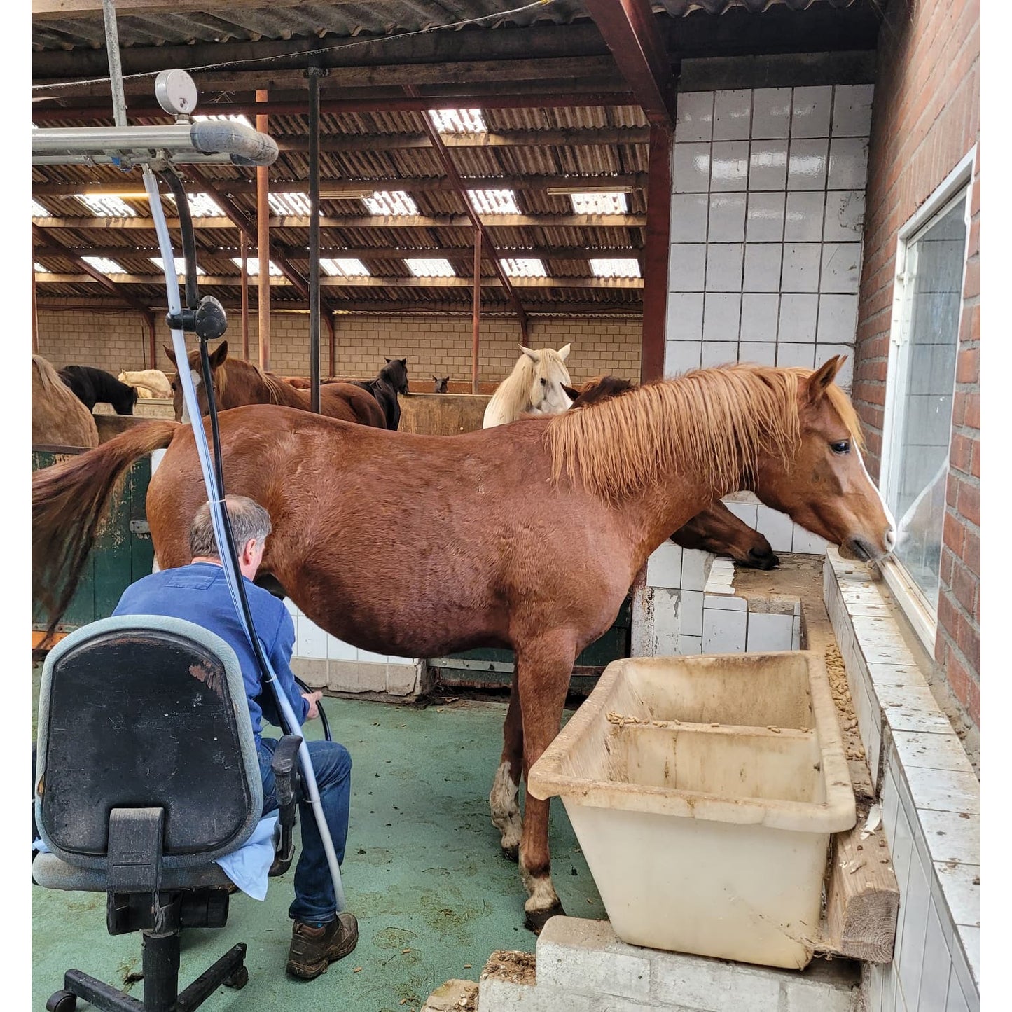 Vitaforce Gedroogde Paardenmelk